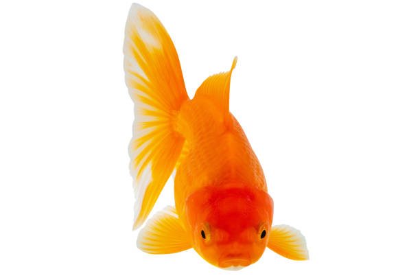 istock Oranda goldfish isolated on white background close up 2161544756