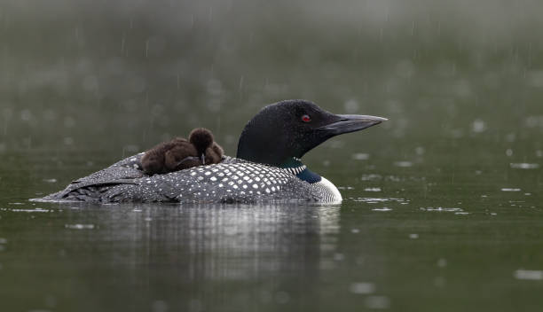 istock Common Loon in Maine 2161544758