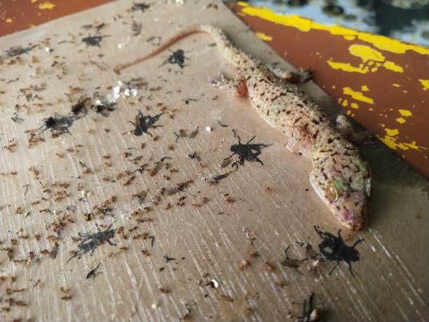 istock fly trap paper with trapped lizard close-up 2161546019
