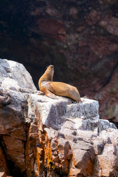 istock Sea Lion Relaxing on Rocks at Islas Ballestas 2161547561
