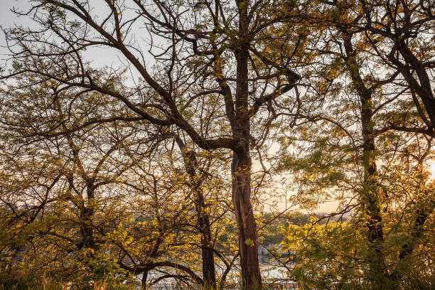 Landscape with dead trees during sunset.