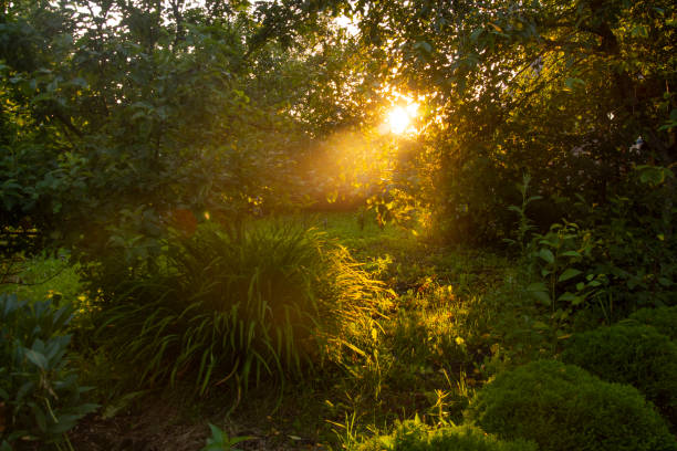 a garden in the sunlight at sunset.