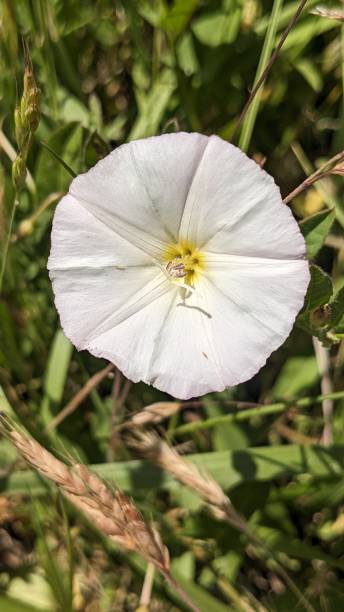 istock Close up of a single white wildflower 2161554056