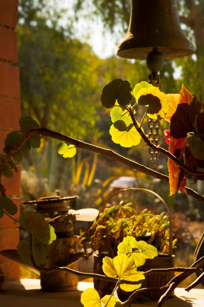 A close-up view of a geranium plant with bright yellow and green leaves growing in a rustic setting at a garden. Sunlight shines through the leaves, highlighting their bright colors. An old metal bell hangs overhead. Garden view with trees at background, shallow dof, focus on foreground