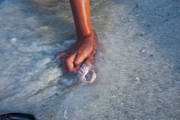 istock hand picking up a snail shell from the beach sand 2161557963