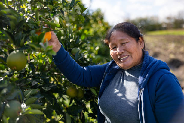 istock Happy farmer harvesting oranges 2161558427