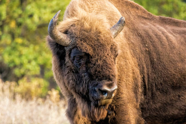 istock European Bison reintroduced on the Balkans 2161563071