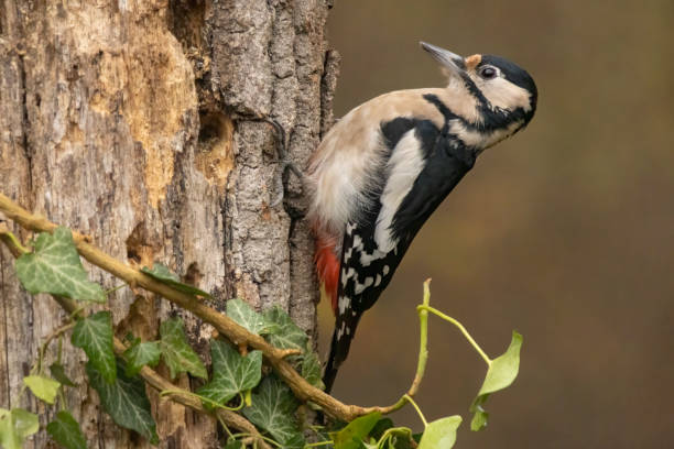 istock Great Spotted Woodpecker on branch 2161563269