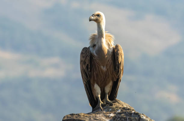 istock Griffon Vulture (Gyps fulvus) on feeding station 2161563302