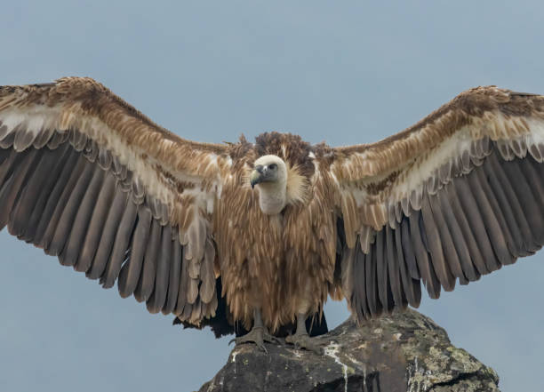 istock Griffon Vulture (Gyps fulvus) on feeding station 2161563346