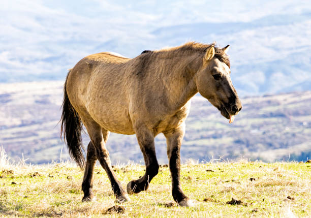 old gray horse in the field,