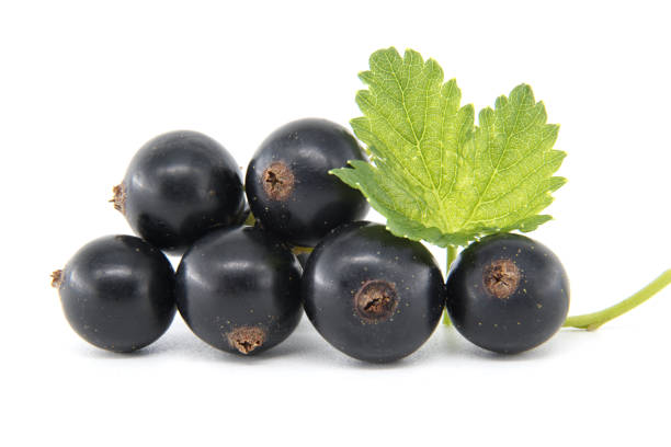 Ripe blackcurrants and leaves on plate, closeup