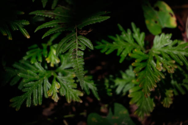 istock Under The Canopy Of The Forest 2161566110