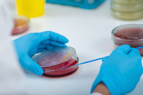 istock Microbiologist inoculating blood agar in Petri dish in research lab. 2161566296