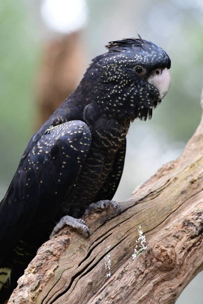 istock Red-tailed black cockatoo 2161566567