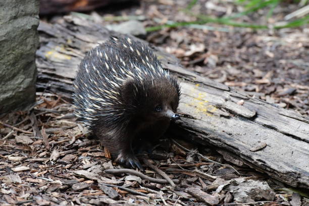 istock Echidna in the Australian bush 2161567670
