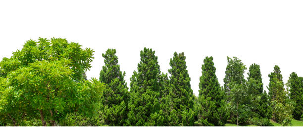 istock Green Trees isolated on white background. 2161568013