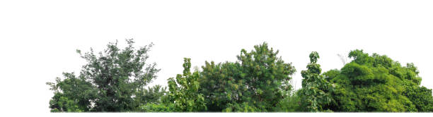 istock Green Trees isolated on white background. 2161568141