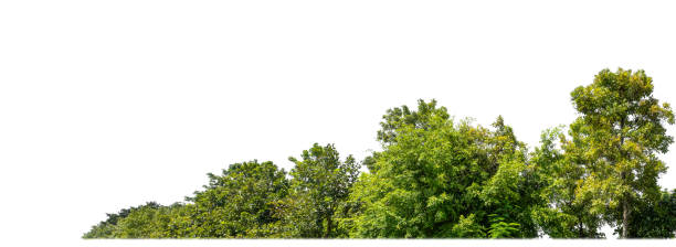 istock Green Trees isolated on white background. are Forest and foliage in summer for both printing and web pages 2161568182
