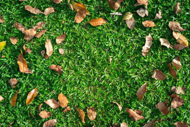 istock Fallen autumn leaves on green grass with copy space, top view. 2161568793