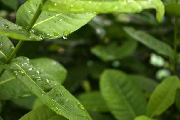 Green leaf plant background in nature in a rainy atmosphere