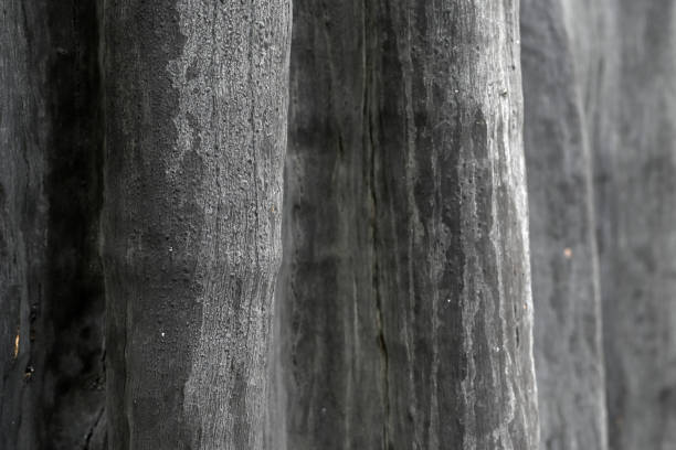 Texture of an old tree that died from a forest fire