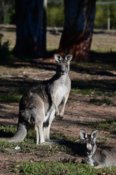istock Kangaroos in Australia 2161569792