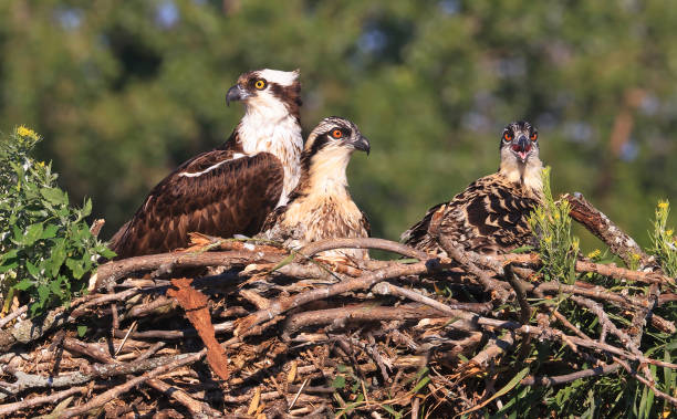 istock Osprey family into the nest, Quebec 2161569851