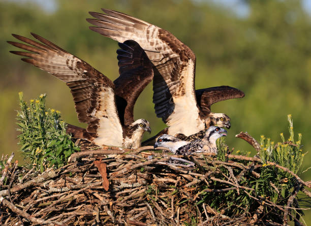 istock Osprey family into the nest, Quebec 2161569862