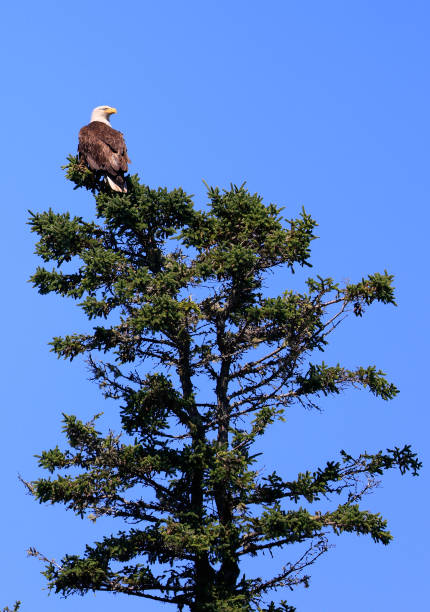 Bald eagle perching on a green fir with blue background, USA