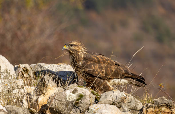 istock Common Buzzard in natural habitat 2161570701