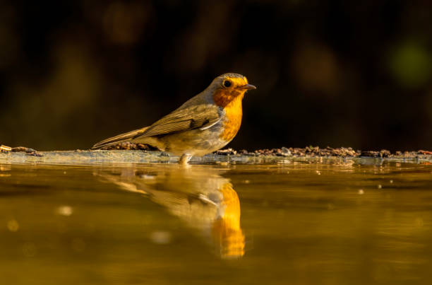 istock Robin bird sitting with open wing close to paddle 2161571535
