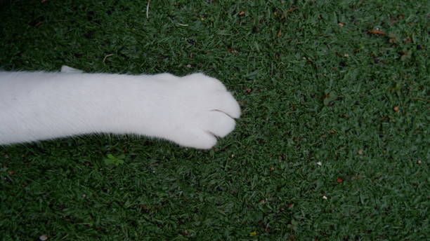 The cat's arms on the green wet grass are white arms with soft fur that is not very long.
