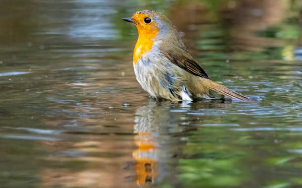 istock Robin bird sitting with open wing close to paddle 2161571598