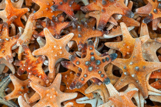 istock dried sea stars 2161571604