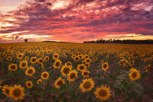 Sunset with an intense sky of red clouds over a field of sunflowers in Palencia
