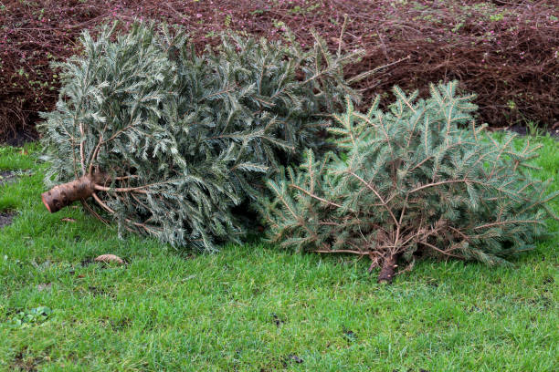 istock Christmas tree left on street for collecton by kids in Zuidplas 2161574489