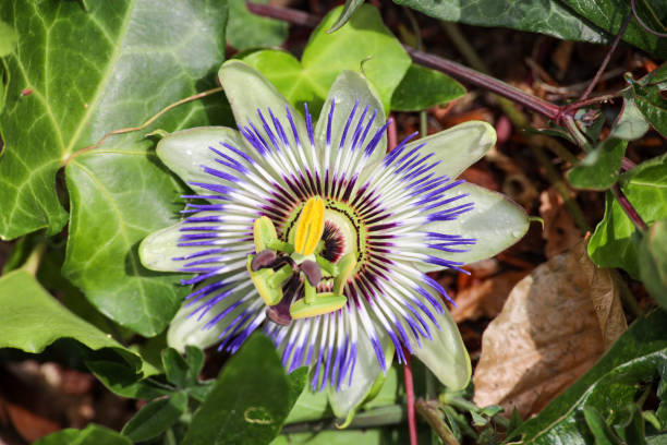 istock Passion flower with pollen in bloom 2161574586