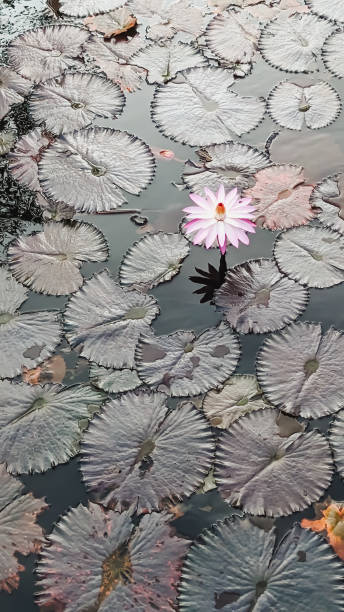 istock High angle view. A water lily flower in a pond 2161574873