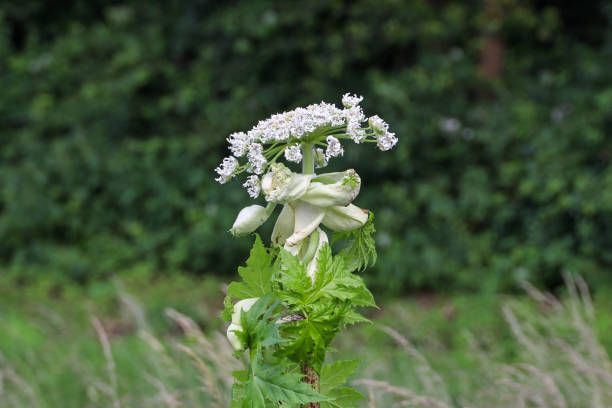 The giant hogweed is in full bloom. Touching this weed can cause burns to humans and animals. Municipalities often quickly remove this invasive exotic species.