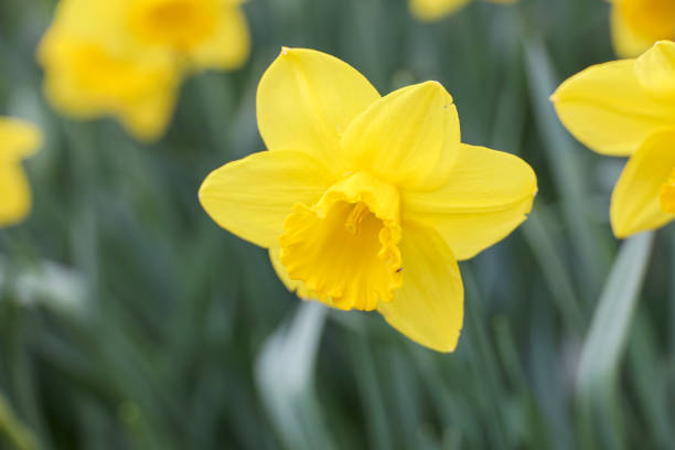 istock daffodil flowers during the spring season 2161575633