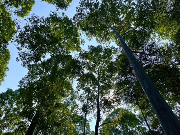 istock Bottom view of trees against the sky 2161575952