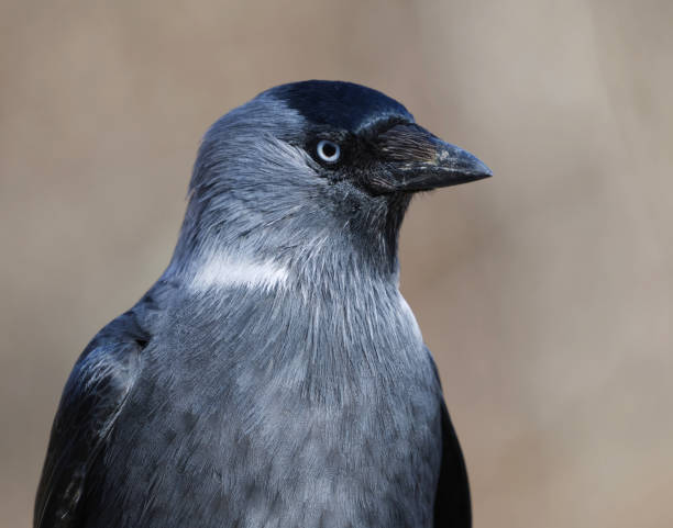 istock Western jackdaw (Coloeus monedula) close up in spring. 2161577017