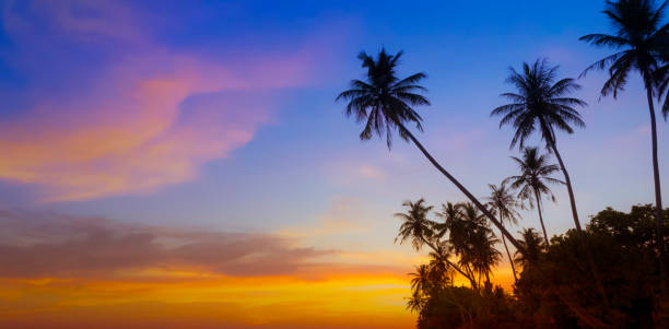 istock Banner Summer with colorful theme as palm trees background as texture frame background 2161577283