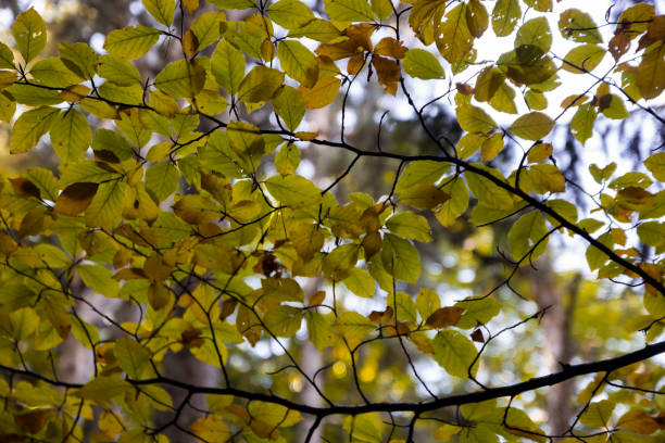istock Autumn leaves on the tree 2161577672