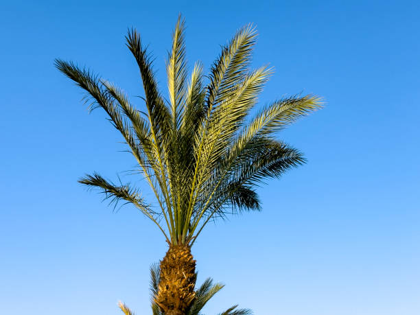 istock palm trees against the blue sky 2161578402