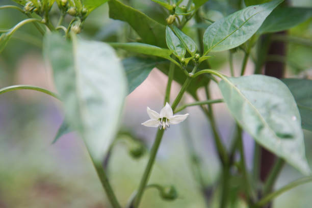 Bell pepper flowers swaying in the wind