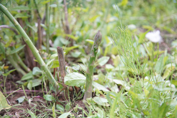 Asparagus growing in the field