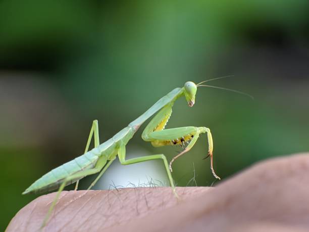 istock praying mantis on your finger 2161579387