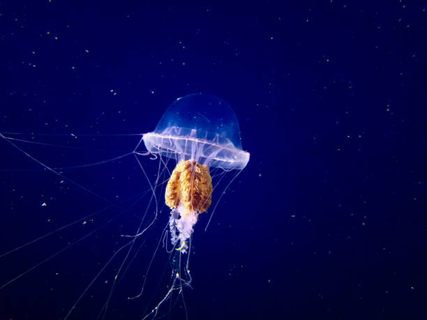 istock Jellyfish on a dark blue background. 2161582996